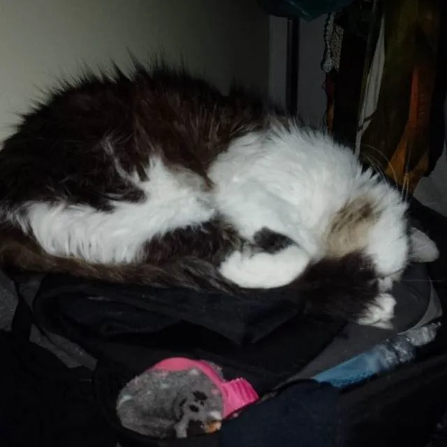 Gato ra a SRD-ViraLata idade 5 anos nome Kiri