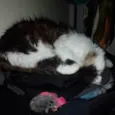 Kiri