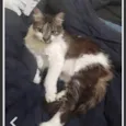 Kiri