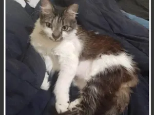 Gato raça SRD-ViraLata idade 5 anos nome Kiri