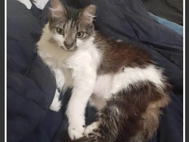 Gato ra a SRD-ViraLata idade 5 anos nome Kiri