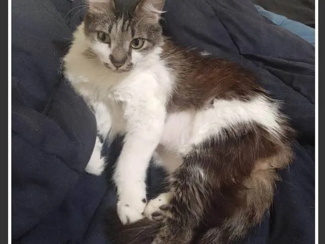 Gato ra a SRD-ViraLata idade 5 anos nome Kiri