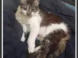 Kiri