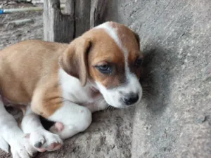 Cachorro raça SRD-ViraLata idade 2 a 6 meses nome ANGELINA JOLY