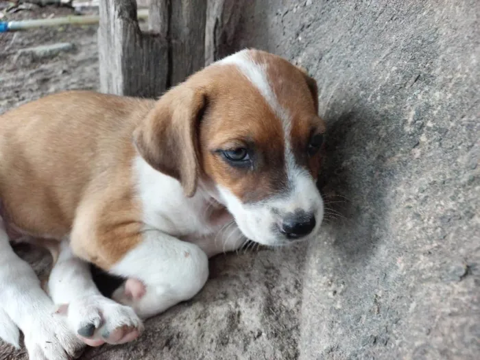 Cachorro ra a SRD-ViraLata idade 2 a 6 meses nome ANGELINA JOLY