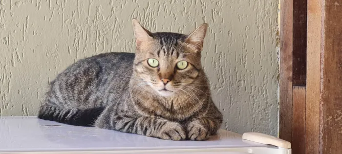 Gato ra a SRD-ViraLata idade 5 anos nome Pen Taylor 