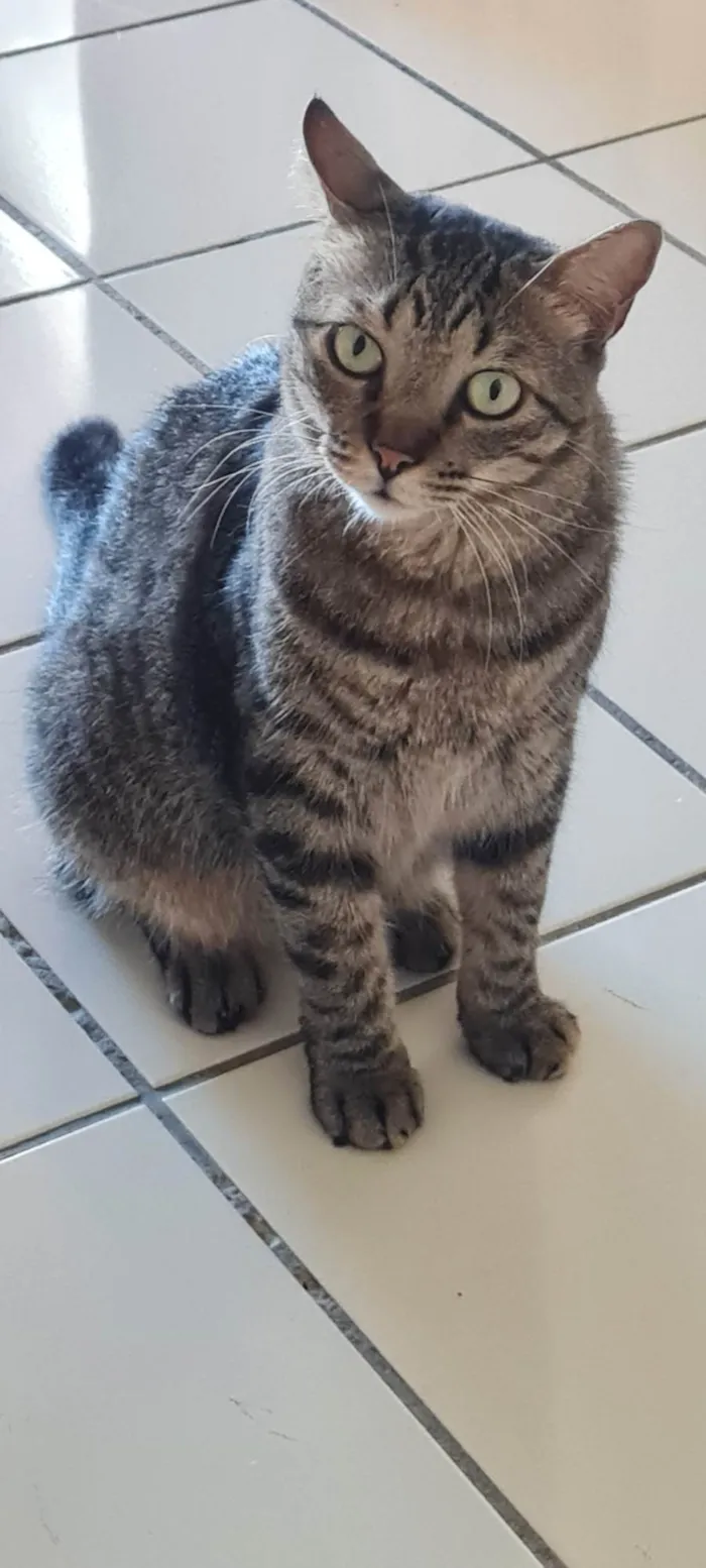 Gato ra a SRD-ViraLata idade 5 anos nome Pen Taylor 