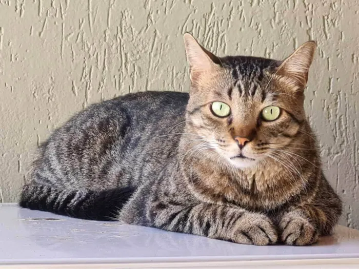 Gato ra a SRD-ViraLata idade 5 anos nome Pen Taylor 