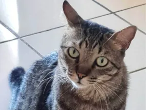 Gato raça SRD-ViraLata idade 5 anos nome Pen Taylor 