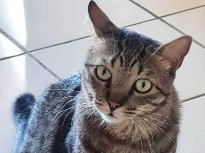 Gato ra a SRD-ViraLata idade 5 anos nome Pen Taylor 