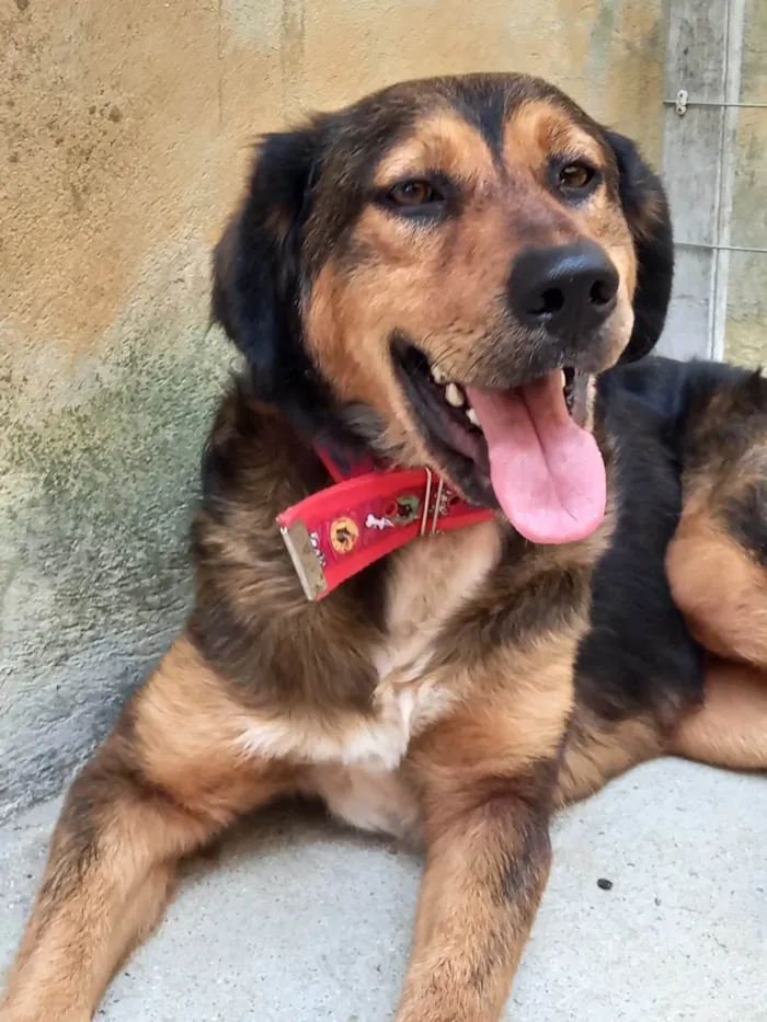 Cachorro ra a SRD-ViraLata idade 2 anos nome Priscila Simplicio Rosa