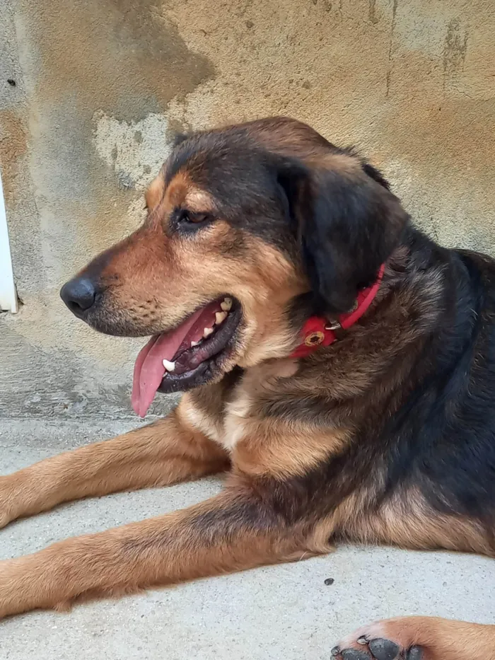 Cachorro ra a SRD-ViraLata idade 2 anos nome Priscila Simplicio Rosa