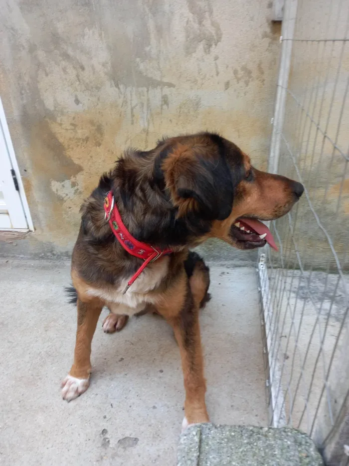 Cachorro ra a SRD-ViraLata idade 2 anos nome Priscila Simplicio Rosa