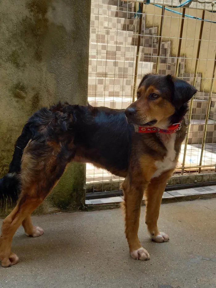 Cachorro ra a SRD-ViraLata idade 2 anos nome Priscila Simplicio Rosa