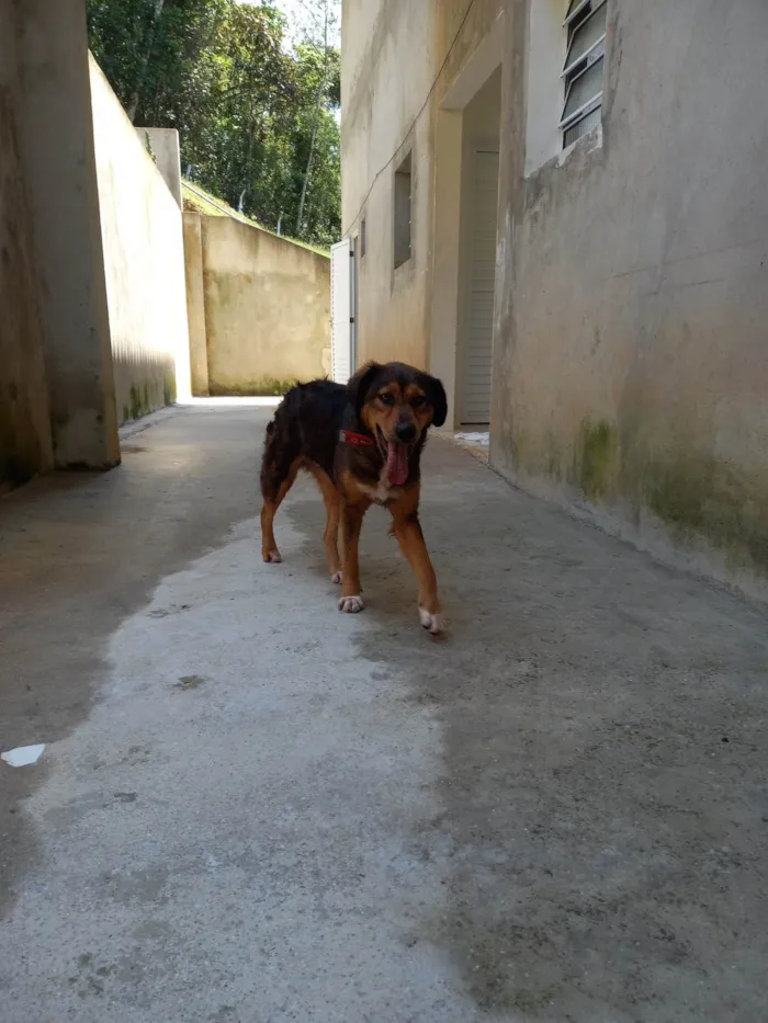 Cachorro ra a SRD-ViraLata idade 2 anos nome Priscila Simplicio Rosa