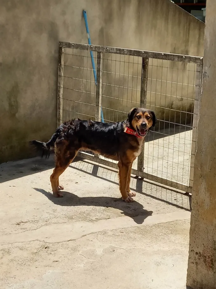 Cachorro ra a SRD-ViraLata idade 2 anos nome Priscila Simplicio Rosa