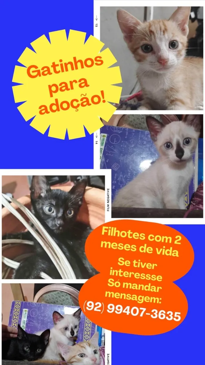 Gato ra a SRD-ViraLata idade 2 a 6 meses nome Sem Nome