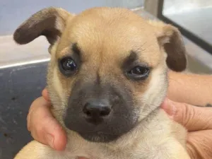 Cachorro raça Basset-Cofap idade Abaixo de 2 meses nome Floresta 
