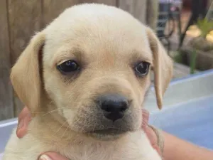 Cachorro raça SRD-ViraLata idade Abaixo de 2 meses nome Apa