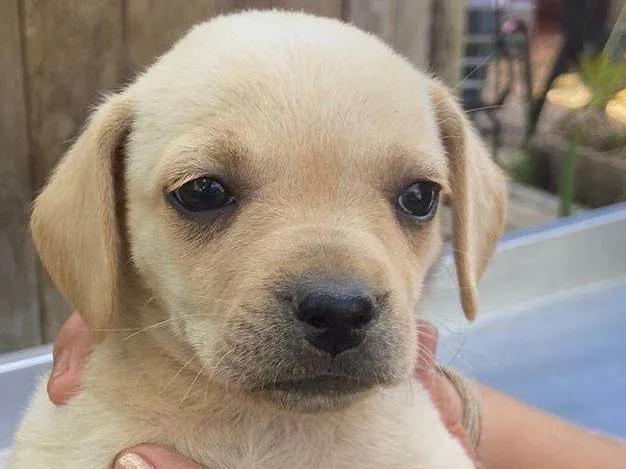 Cachorro ra a SRD-ViraLata idade Abaixo de 2 meses nome Apa