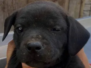 Cachorro raça SRD-ViraLata idade Abaixo de 2 meses nome Colibri