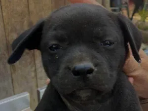 Cachorro raça SRD-ViraLata idade Abaixo de 2 meses nome Sereno
