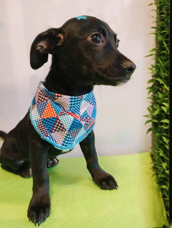 Cachorro ra a SRD-ViraLata idade 2 a 6 meses nome Biscoito 