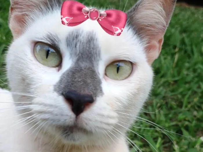 Gato ra a SRD-ViraLata idade 7 a 11 meses nome Luana