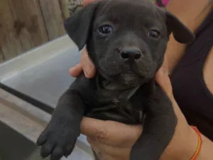 Cachorro raça SRD-ViraLata idade Abaixo de 2 meses nome Alegria