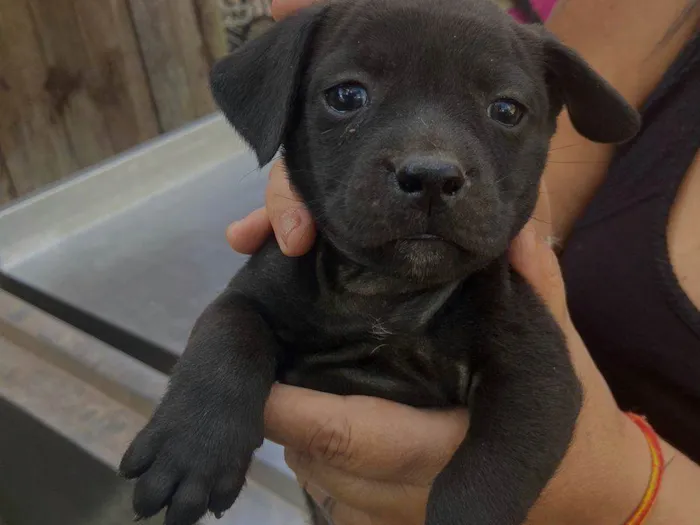 Cachorro ra a SRD-ViraLata idade Abaixo de 2 meses nome Alegria