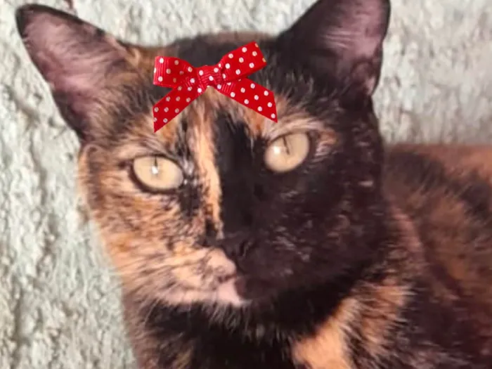 Gato ra a SRD-ViraLata idade 7 a 11 meses nome Charlote 