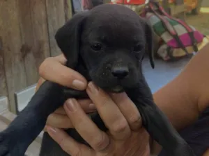 Cachorro raça SRD-ViraLata idade 2 a 6 meses nome Estrela