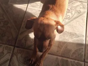 Cachorro raça SRD-ViraLata idade 6 ou mais anos nome Vários cães 
