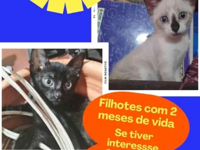 Gato raça SRD-ViraLata idade 2 a 6 meses nome Sem Nome