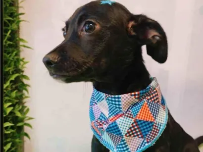 Cachorro raça SRD-ViraLata idade 2 a 6 meses nome Biscoito 