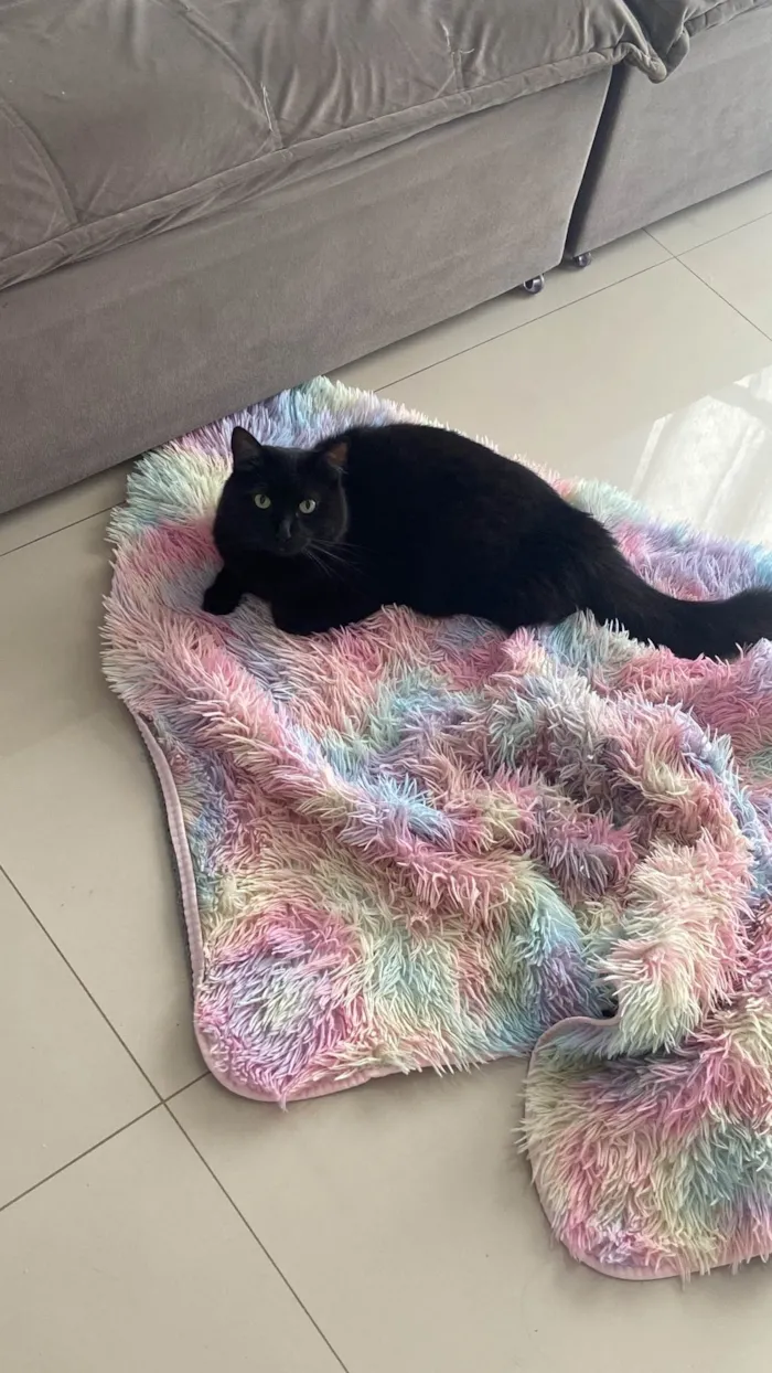 Gato ra a SRD-ViraLata idade 4 anos nome Salem