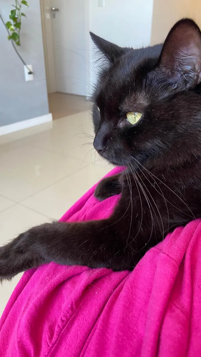Gato ra a SRD-ViraLata idade 4 anos nome Salem