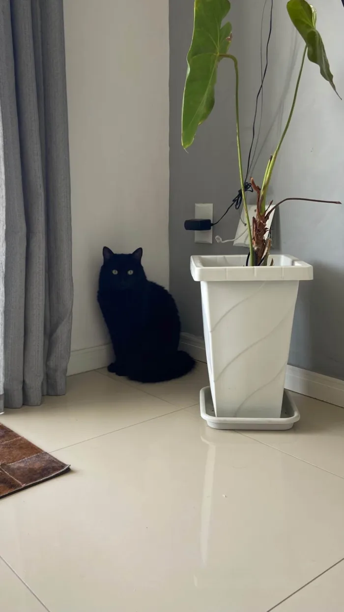 Gato ra a SRD-ViraLata idade 4 anos nome Salem