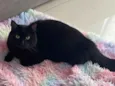 Salem