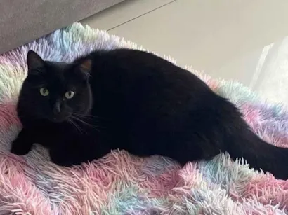 Gato raça SRD-ViraLata idade 4 anos nome Salem