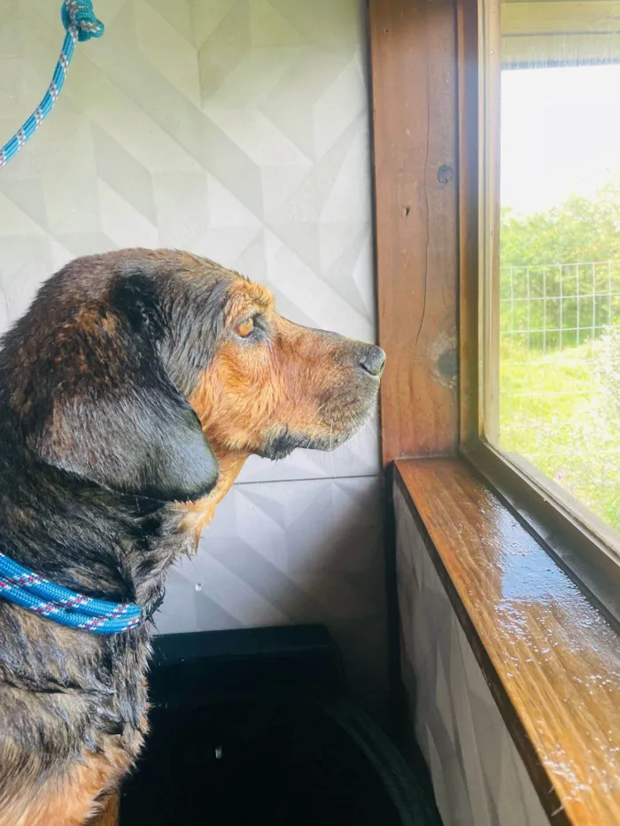 Cachorro ra a SRD-ViraLata idade 2 anos nome Manteiga 