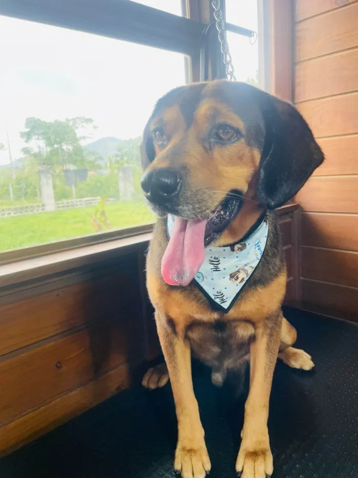 Cachorro ra a SRD-ViraLata idade 2 anos nome Manteiga 