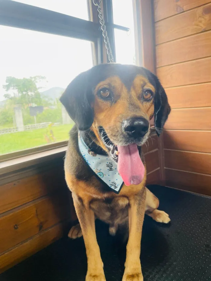 Cachorro ra a SRD-ViraLata idade 2 anos nome Manteiga 