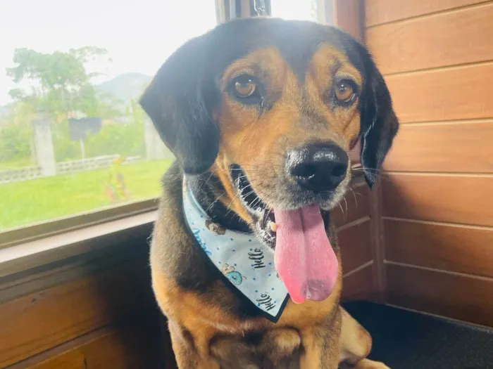 Cachorro ra a SRD-ViraLata idade 2 anos nome Manteiga 