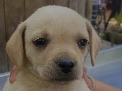 Cachorro raça Basset-Cofap idade Abaixo de 2 meses nome Serena