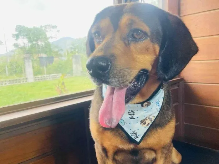 Cachorro ra a SRD-ViraLata idade 2 anos nome Manteiga 