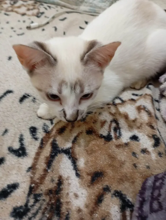 Gato ra a Siamês idade 2 a 6 meses nome Nariz preto