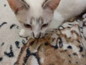 Gato raça Siamês idade 2 a 6 meses nome Nariz preto