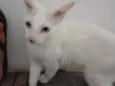 Tom