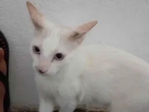 Gato raça Siamês idade 2 a 6 meses nome Tom